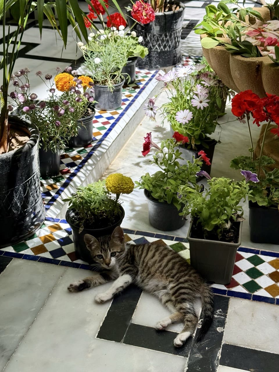 A propos de Riad Ta'achchaqa riad à marrakech